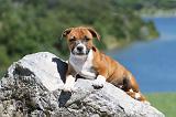 STAFFIE 090